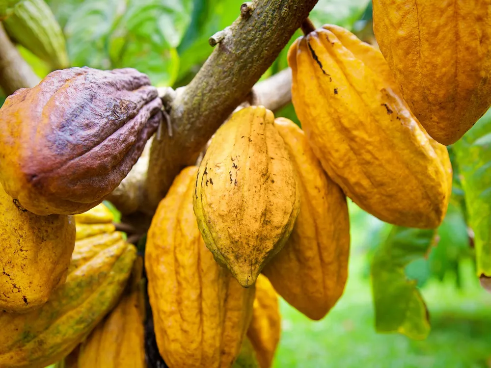 cacao crop pictures on a tree